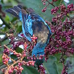 Dacnis bleu