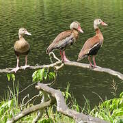 Black-bellied Whistling Duck