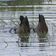 White-faced Whistling Duck