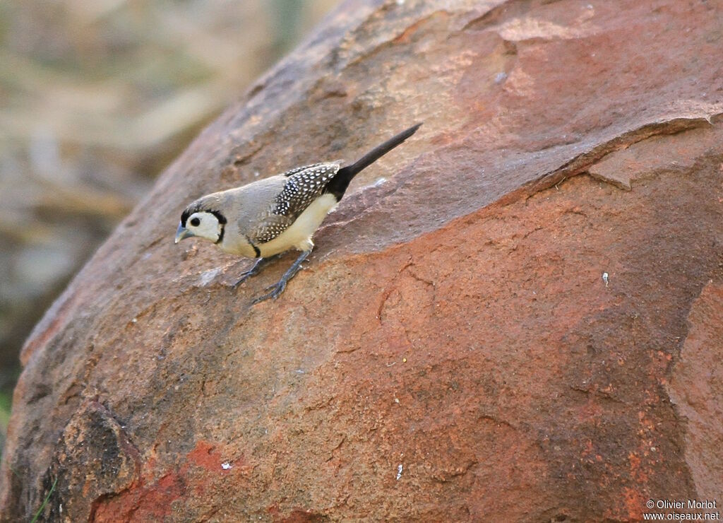 Double-barred Finch