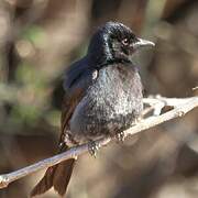 Fork-tailed Drongo