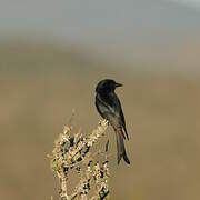 Fork-tailed Drongo