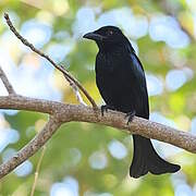 Wallacean Drongo