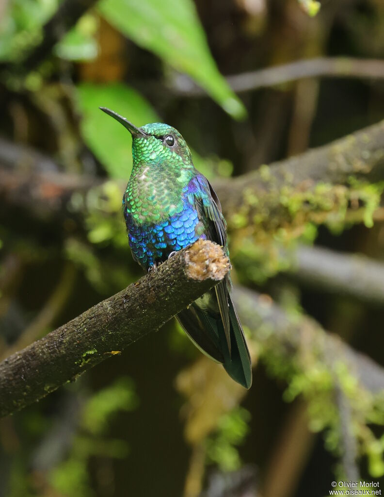 Crowned Woodnymph