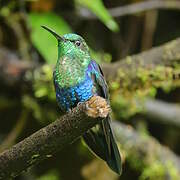 Crowned Woodnymph