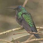 Dryade glaucope
