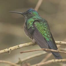Dryade glaucope
