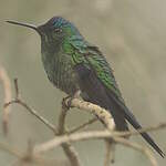 Dryade glaucope