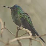 Dryade glaucope