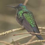 Dryade glaucope
