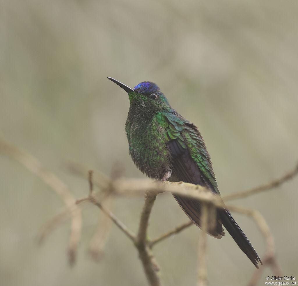 Dryade glaucope