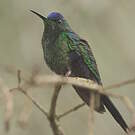 Dryade glaucope