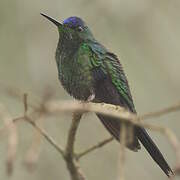 Dryade glaucope