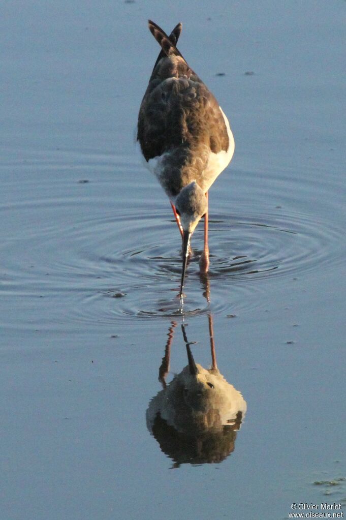 Black-winged Stilt