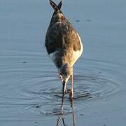 Black-winged Stilt