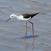 Black-winged Stilt
