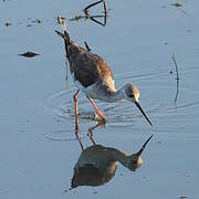 Black-winged Stilt