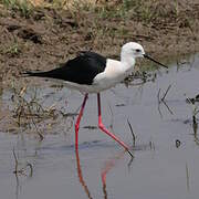Black-winged Stilt