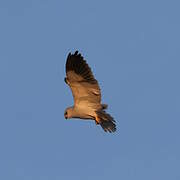 Black-winged Kite