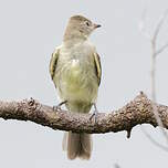 Élénie à ventre jaune