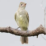 Élénie à ventre jaune