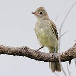 Élénie à ventre jaune