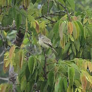 Forest Elaenia
