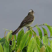 Mottle-backed Elaenia