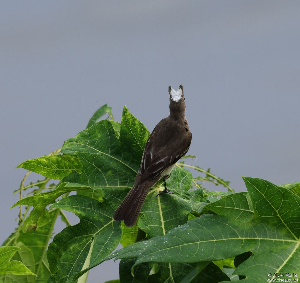 Mottle-backed Elaenia