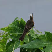 Mottle-backed Elaenia