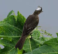 Mottle-backed Elaenia