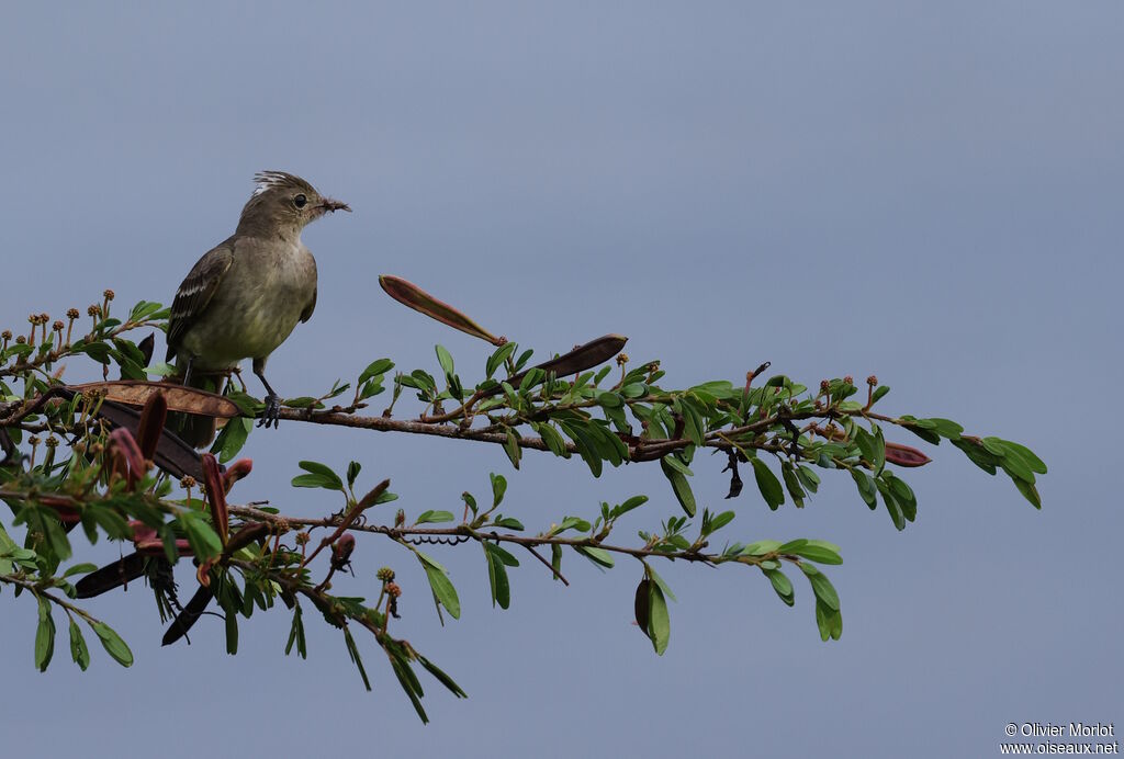 Mottle-backed Elaenia