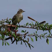 Mottle-backed Elaenia