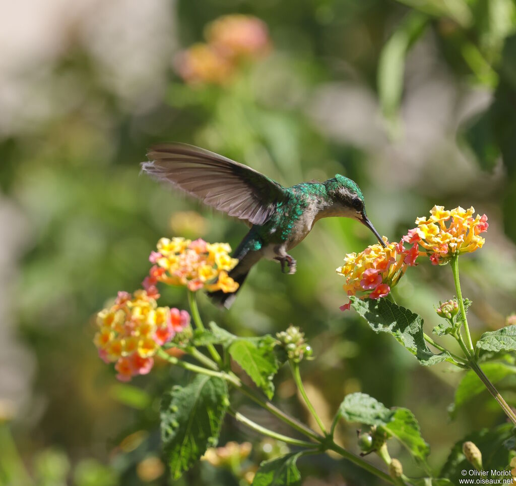 Émeraude du Panama femelle