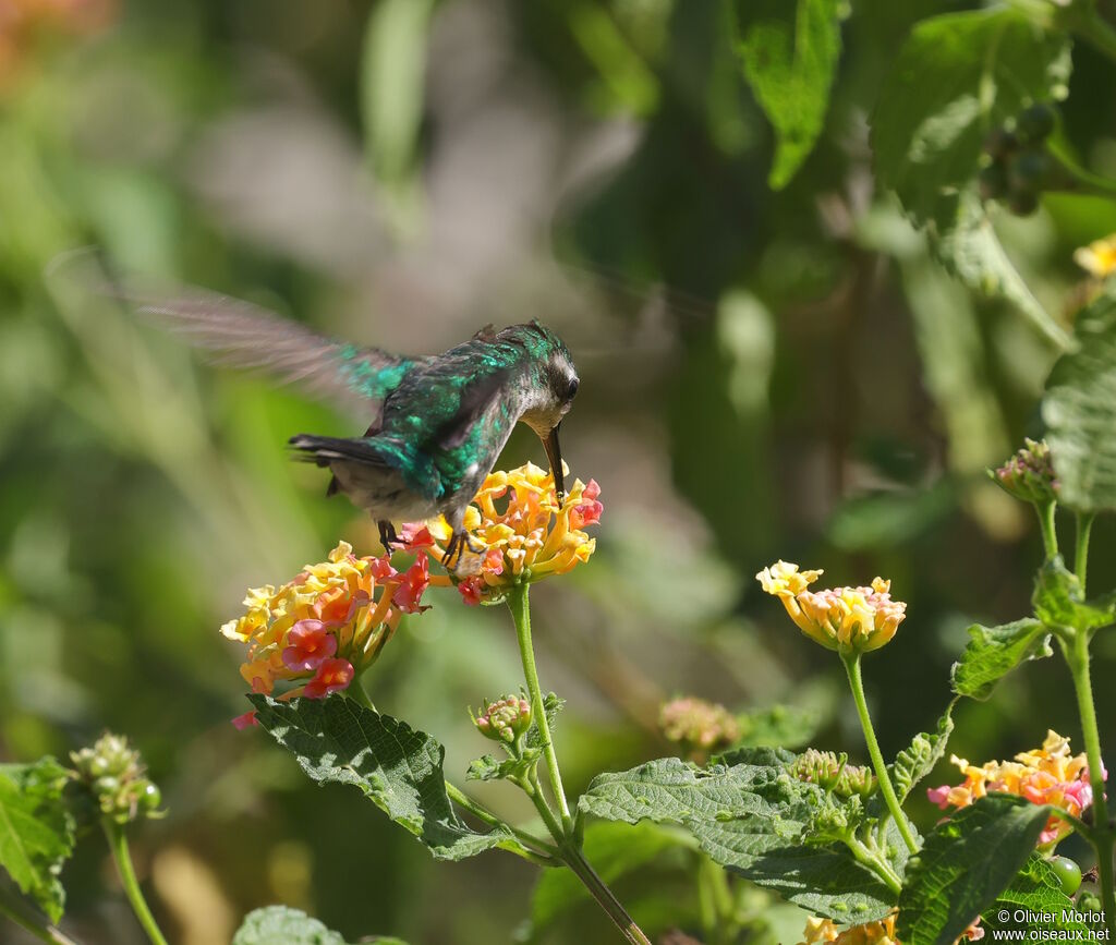 Émeraude du Panama femelle