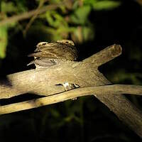 Engoulevent leucopyge