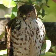 Little Sparrowhawk