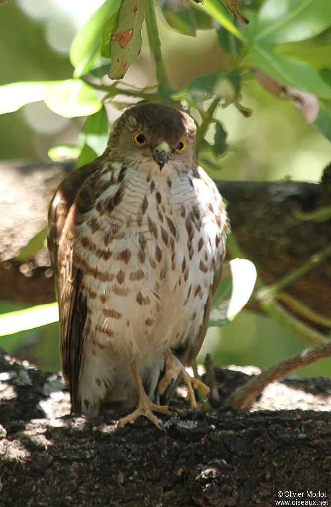 Little Sparrowhawk
