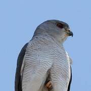 Shikra