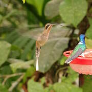 Long-billed Hermit