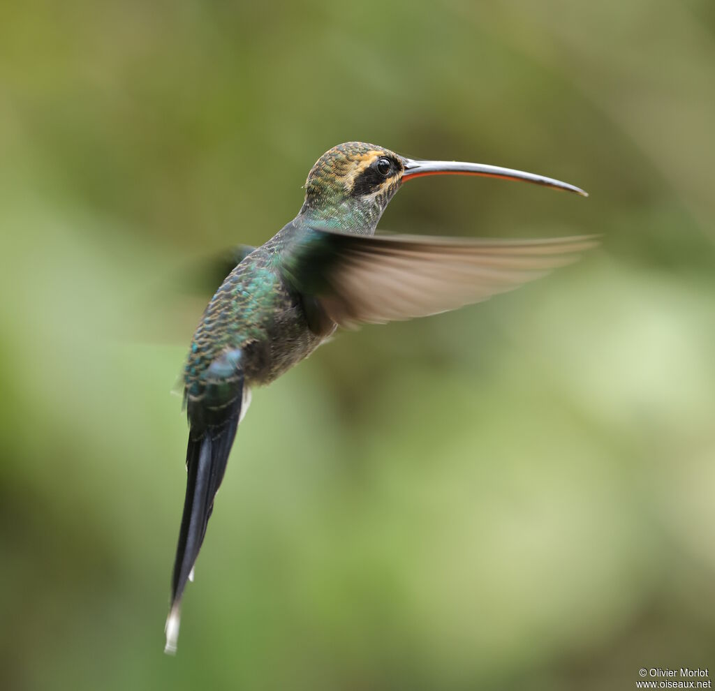 White-whiskered Hermit