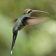 White-whiskered Hermit