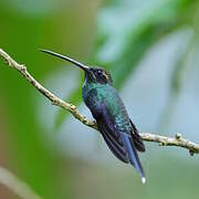 White-whiskered Hermit