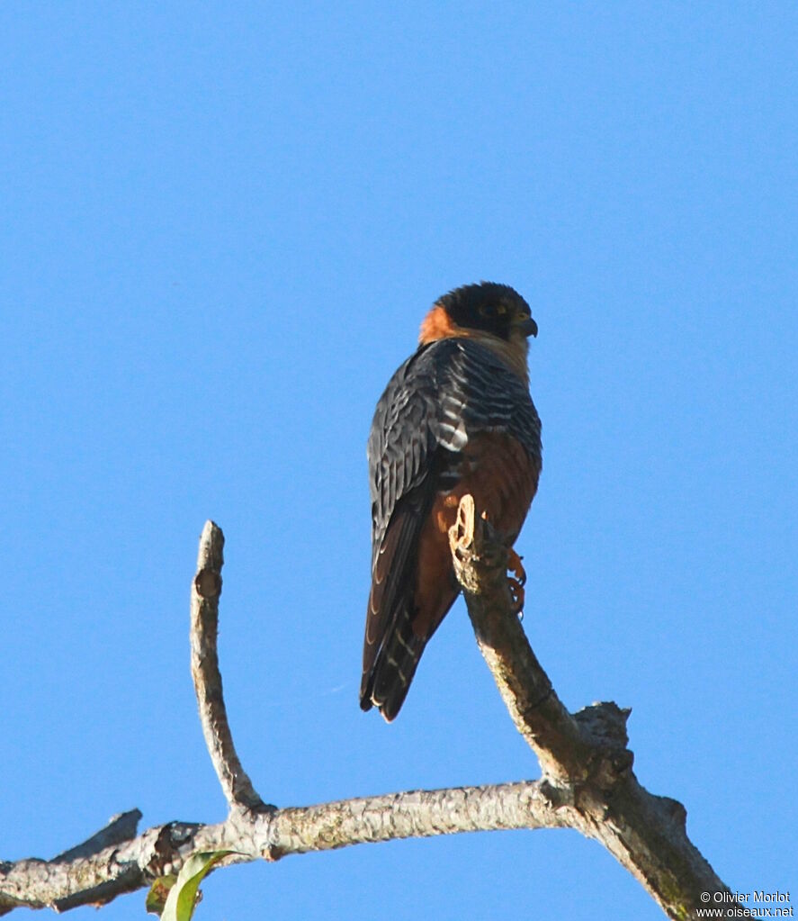 Bat Falcon