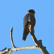Bat Falcon
