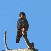 Bat Falcon