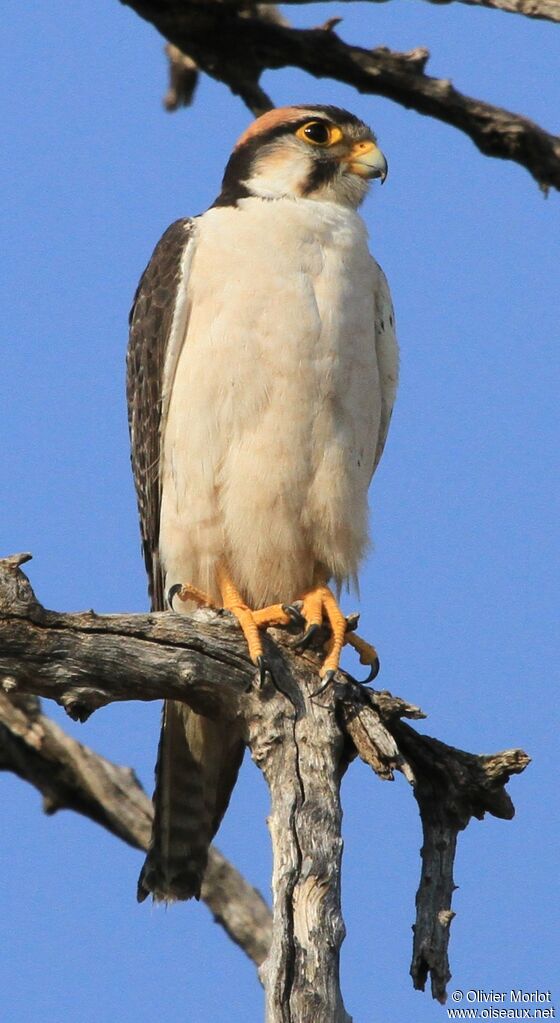 Lanner Falcon