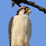 Lanner Falcon