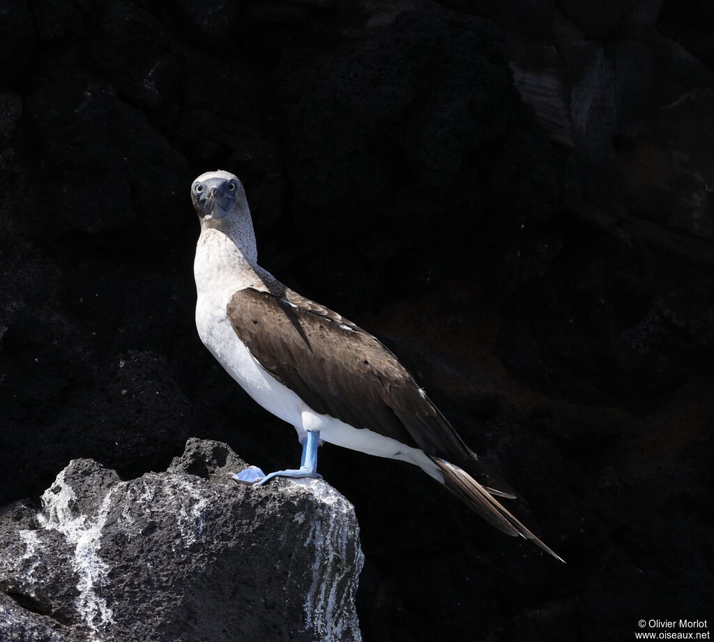 Blue-footed Booby