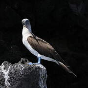 Blue-footed Booby